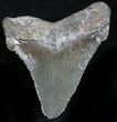 Serrated Angustidens Tooth - Megalodon Ancestor #27765-1